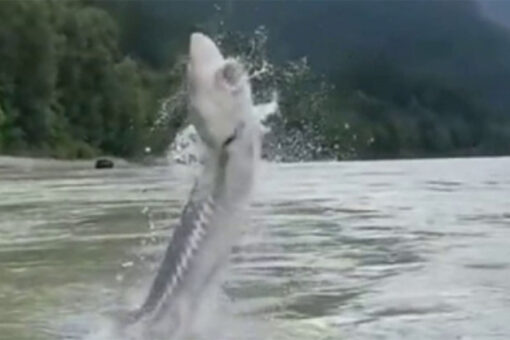 350-pound fish shocks anglers when it leaps out of the water