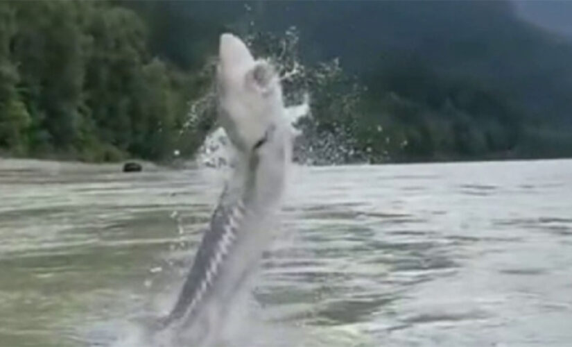 350-pound fish shocks anglers when it leaps out of the water