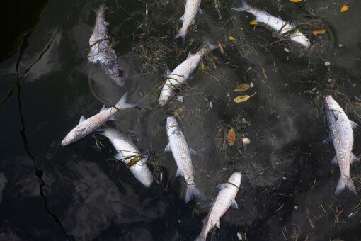 Florida beaches see nearly 800 tons of dead fish, sea life wash ashore