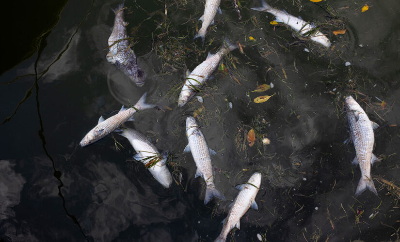 Florida beaches see nearly 800 tons of dead fish, sea life wash ashore