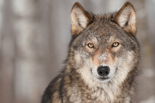 Pup births hopeful sign for wolves in Isle Royale, Michigan: scientists