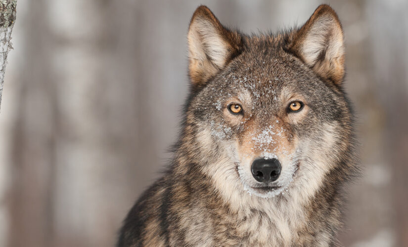 Pup births hopeful sign for wolves in Isle Royale, Michigan: scientists