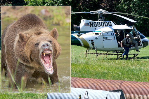 Grizzly bear shot, killed after fatal attack of California woman