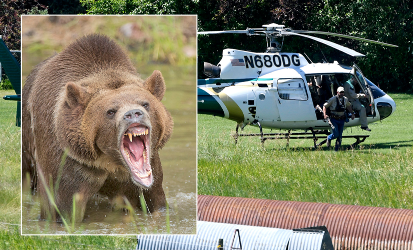 Grizzly bear shot, killed after fatal attack of California woman