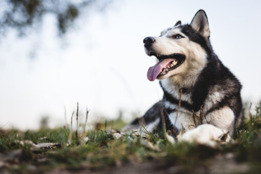 Husky abandoned on Texas roadside in viral video is rescued, adopted; suspect facing animal cruelty charges