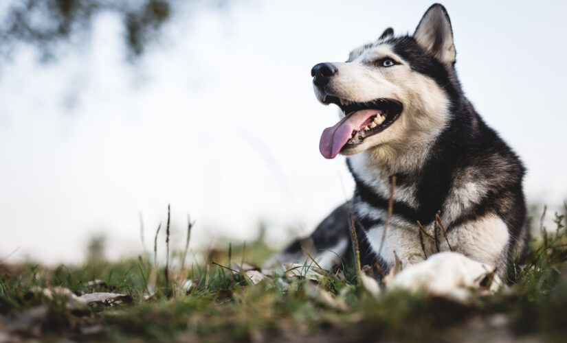 Husky abandoned on Texas roadside in viral video is rescued, adopted; suspect facing animal cruelty charges
