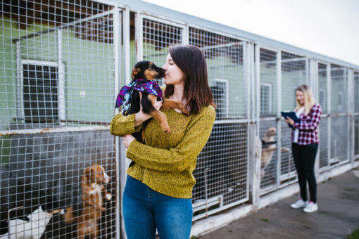 City pound ‘close’ to capacity, as New Yorkers return pandemic pets