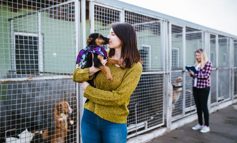 City pound ‘close’ to capacity, as New Yorkers return pandemic pets