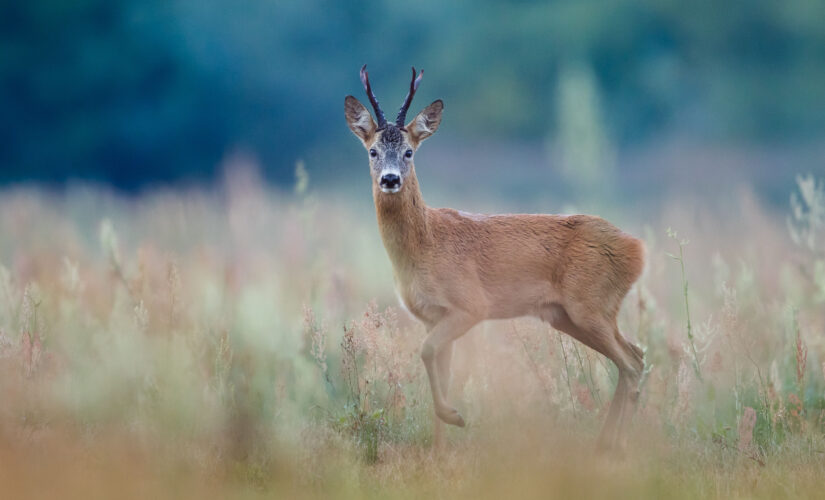 Wisconsin Walmart employee tackles deer that got loose in store