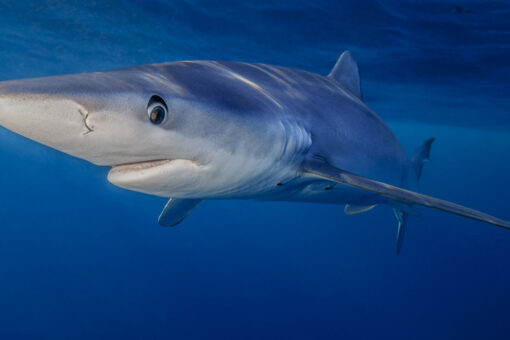 How to reduce the risk of a shark attack