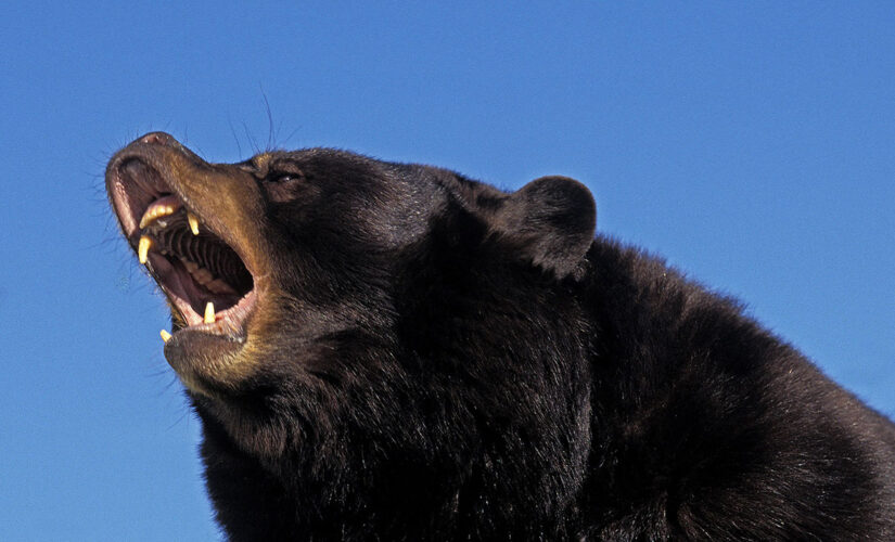 Viral TikTok video shows terrifying moment man lets bear out of his car