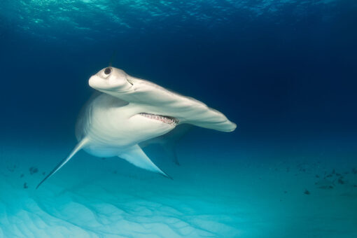 Hammerhead charges towards swimmer while beachgoers scream in terror in viral video
