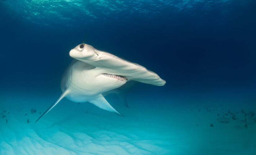 Hammerhead charges towards swimmer while beachgoers scream in terror in viral video