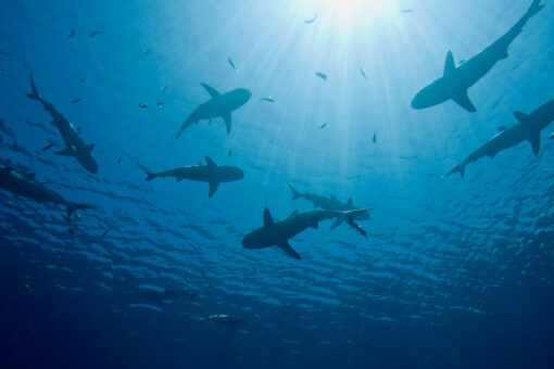 Shark expert blames ‘Jaws’ for unfairly stigmatizing sharks, hopes to change public’s perception