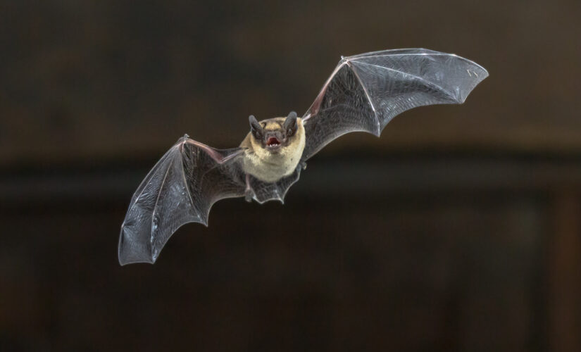 Nebraska zoo urges nearly 200 guests to get rabies shot after wild bat exposure