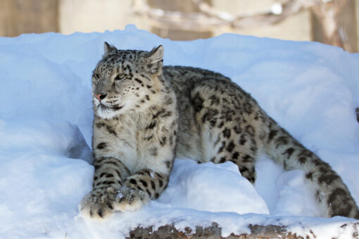 Snow leopard at San Diego Zoo tests positive for COVID-19
