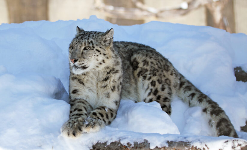 Snow leopard at San Diego Zoo tests positive for COVID-19