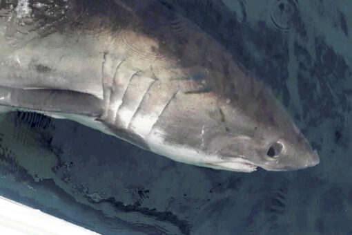 200-lb shark circles fisherman’s boat, stares angler right in the eyes