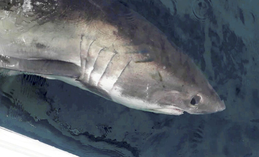 200-lb shark circles fisherman’s boat, stares angler right in the eyes