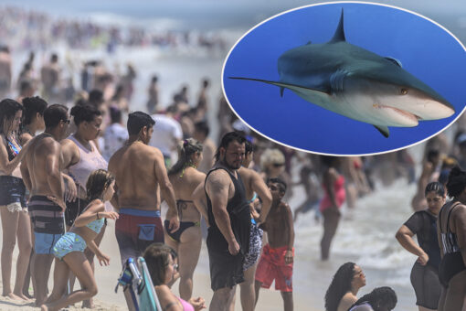 More New York shark sightings close beaches again