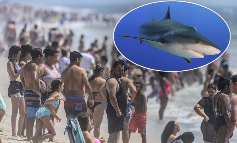 More New York shark sightings close beaches again