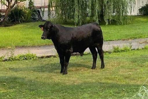 Bull runs through New York City suburb after breaking through farm fence