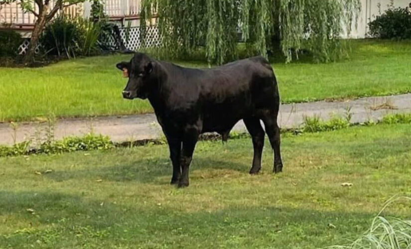 Bull runs through New York City suburb after breaking through farm fence