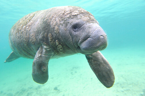 Florida breaks annual manatee death record in first 6 months