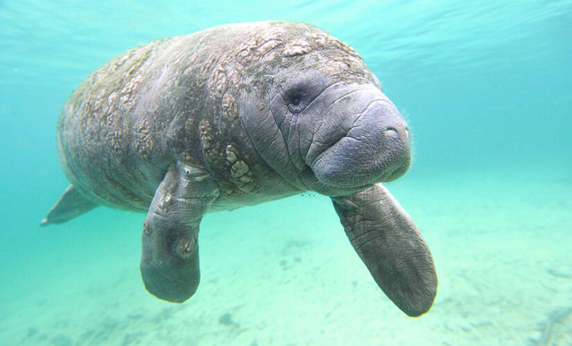 Florida breaks annual manatee death record in first 6 months