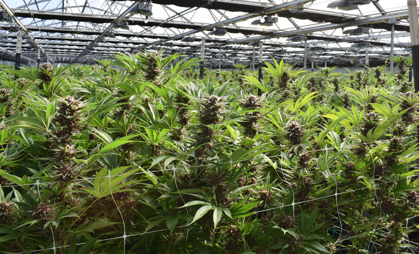 Virginia looking for first cannabis attorney