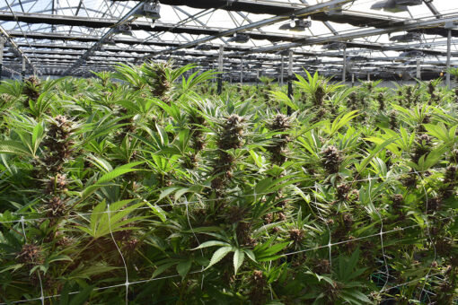 Virginia looking for first cannabis attorney