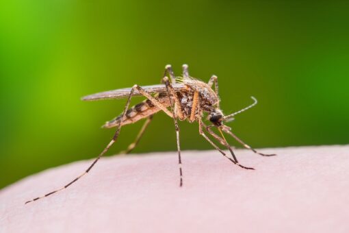 Los Angeles detects mosquitoes infected with West Nile virus