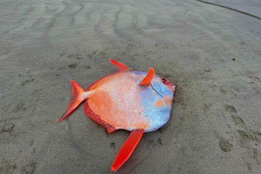 Large, 100 lb. tropical fish washes up on Oregon beach