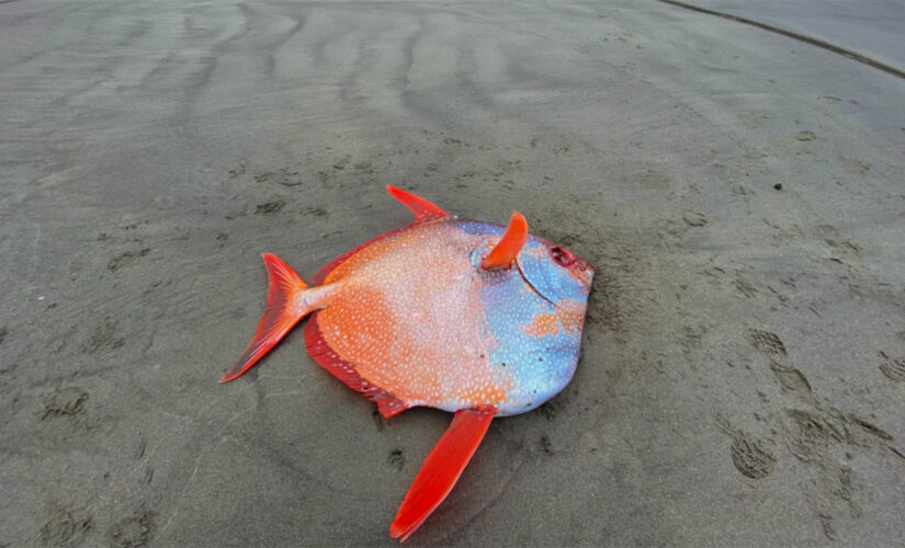 Large, 100 lb. tropical fish washes up on Oregon beach