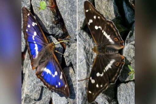Blue or brown? Rare butterfly could spark internet debate similar to ‘the dress’