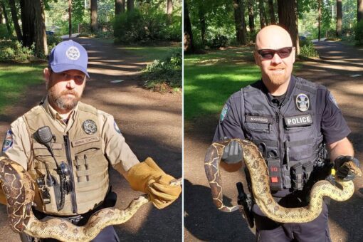 Washington authorities find 8 pythons in park prompting city to plead: ‘Do not release pets into the wild!’