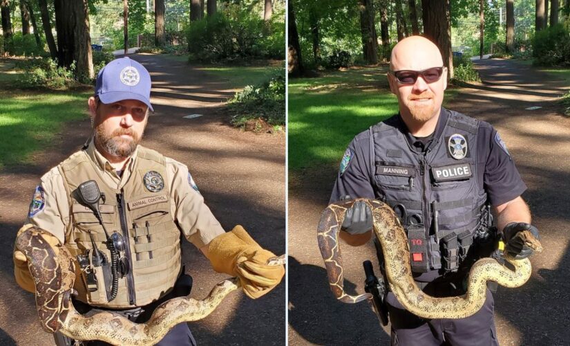 Washington authorities find 8 pythons in park prompting city to plead: ‘Do not release pets into the wild!’