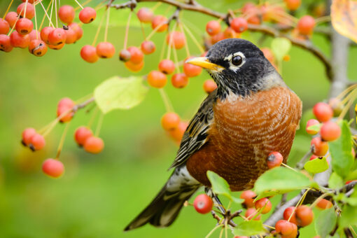 Eastern US sees Songbirds dying from mysterious illness, scientists ask public for help