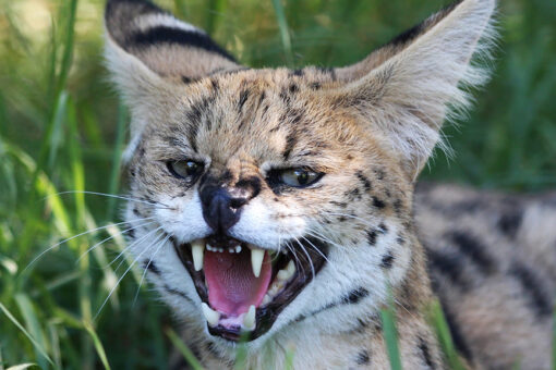 Georgia pet owner must surrender exotic African cat that escaped, entered neighbor’s home: reports