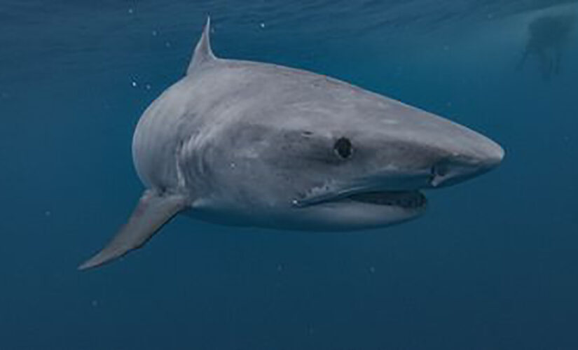 ‘Jackass’ star Sean ‘Poopies’ McInerney bitten by shark during Shark Week stunt