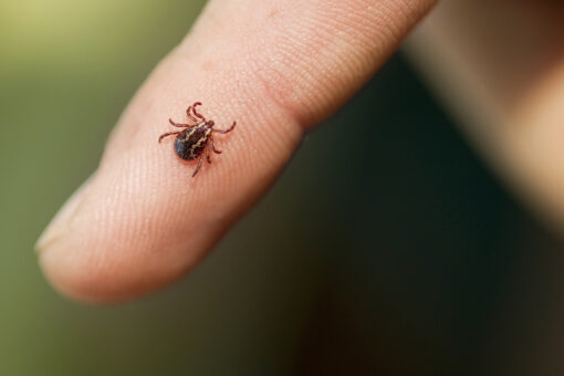 New York reports increase in anaplasmosis, a rare tick-borne illness