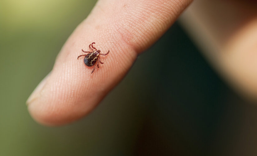 New York reports increase in anaplasmosis, a rare tick-borne illness