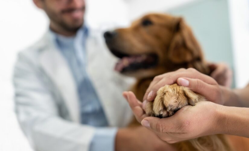 FDA grants lymphoma cancer treatment in dogs full approval
