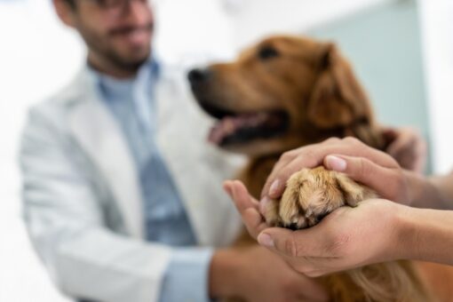 FDA grants lymphoma cancer treatment in dogs full approval