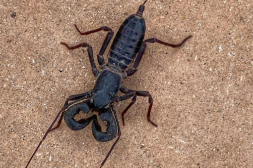 Acid-shooting ‘spider-scorpion’ found in Texas park creeps out social media