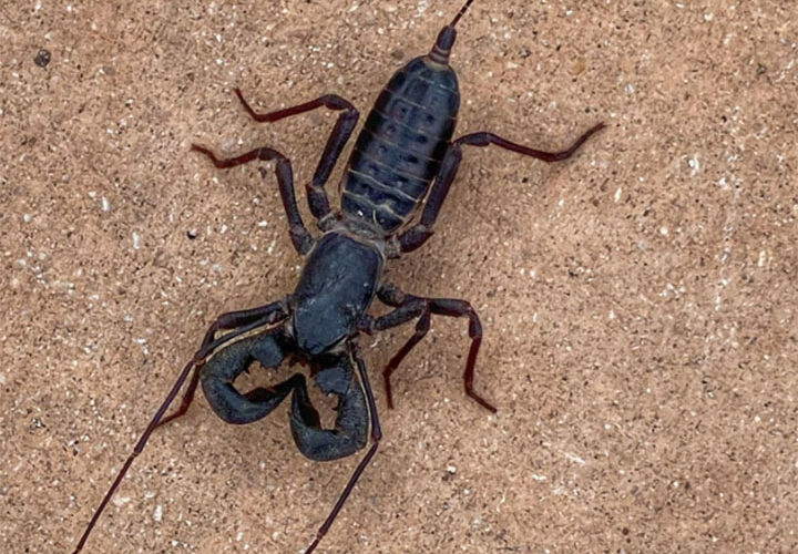 Acid-shooting ‘spider-scorpion’ found in Texas park creeps out social media