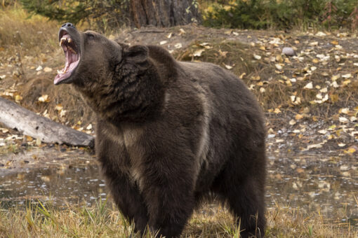 Coast Guard rescues bear-attack survivor thanks to ‘SOS’ on roof of shack