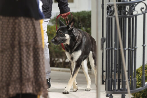 Biden’s dog, Major, bit Secret Service members for 8 days in a row, email says
