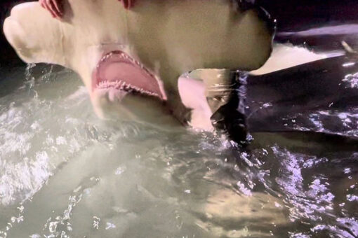 13-foot hammerhead caught off the coast of Florida panhandle