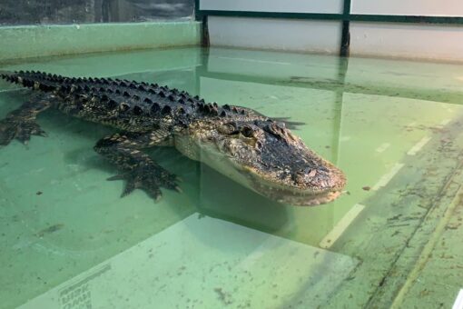 Alligator handler attacked at Utah birthday party speaks out